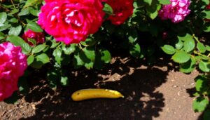 Warum eine Bananenschale im Rosenbeet für üppigere Blüten sorgen kann