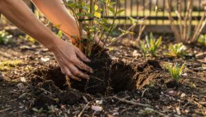 Clematis im März pflanzen: Warum der Fuß im Schatten stehen muss und was das bedeutet