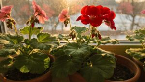 Geranien vorziehen im März, dieser Fenstertrick bringt laut Gärtnereien zwei Wochen Vorsprung