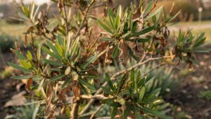 Oleander nach dem Winter: Braune Blätter sind laut Gartenakademie Bayern kein Grund zur Panik