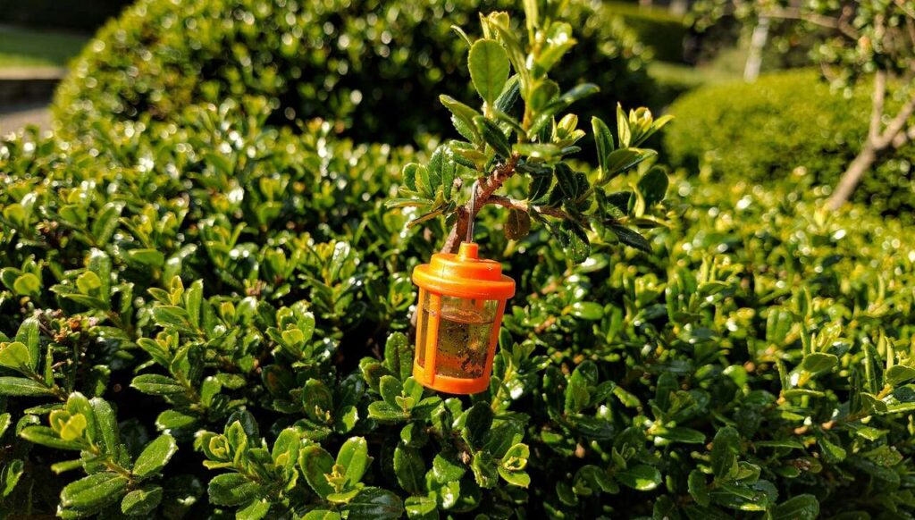 Buchsbaum-Zünsler 2026: Warum die Pheromonfalle laut Julius Kühn-Institut jetzt aufgestellt werden muss