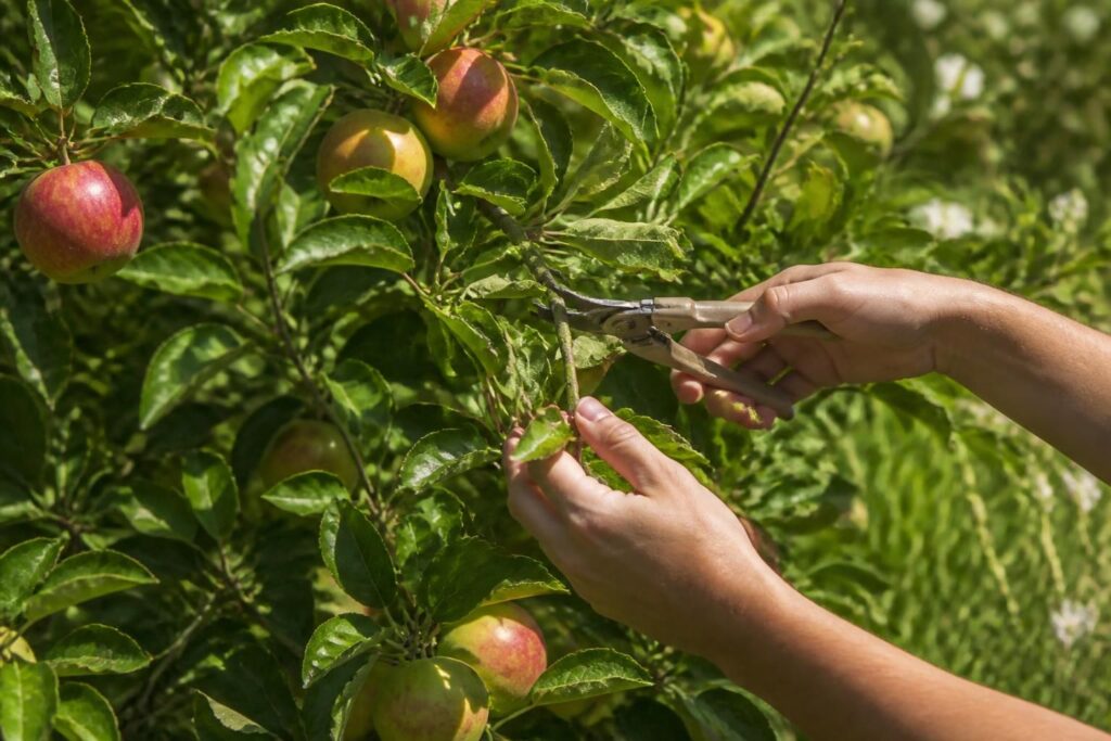 Apfelbaum im August schneiden: Was jetzt weg darf und was bleibt