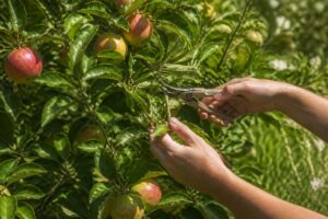 Apfelbaum im August schneiden: Was jetzt weg darf und was bleibt