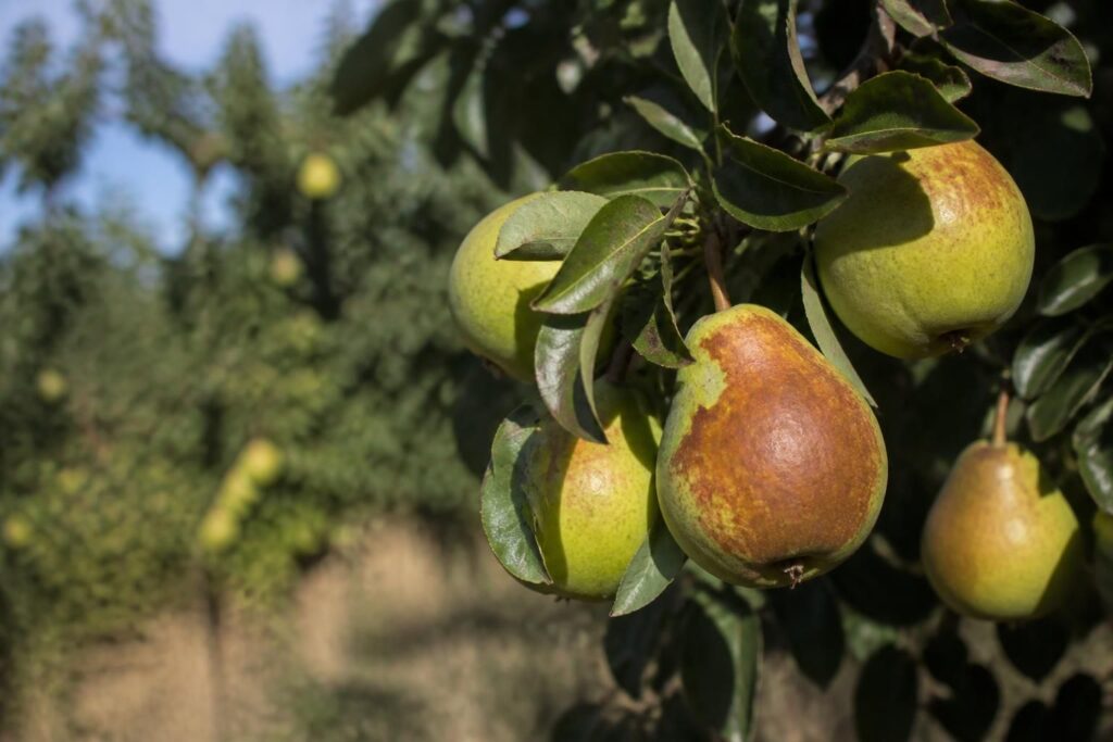 Birnen bekommen Sonnenbrand: Warum ausgerechnet freigestellte Früchte jetzt besonders gefährdet sind