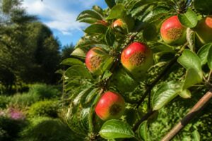 Braune Flecken auf Äpfeln durch Sonne: So schützen Sie Ihre Ernte vor Hitzeschäden