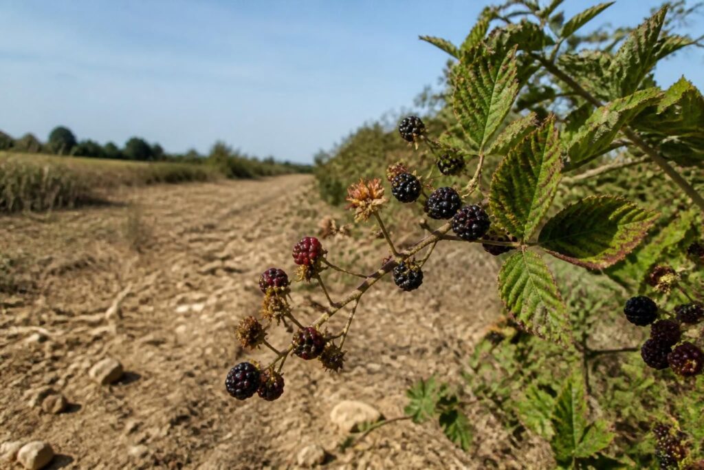 Brombeeren werden weich, bevor sie richtig schwarz sind: Was Hitze und Wassermangel mit der Reife machen