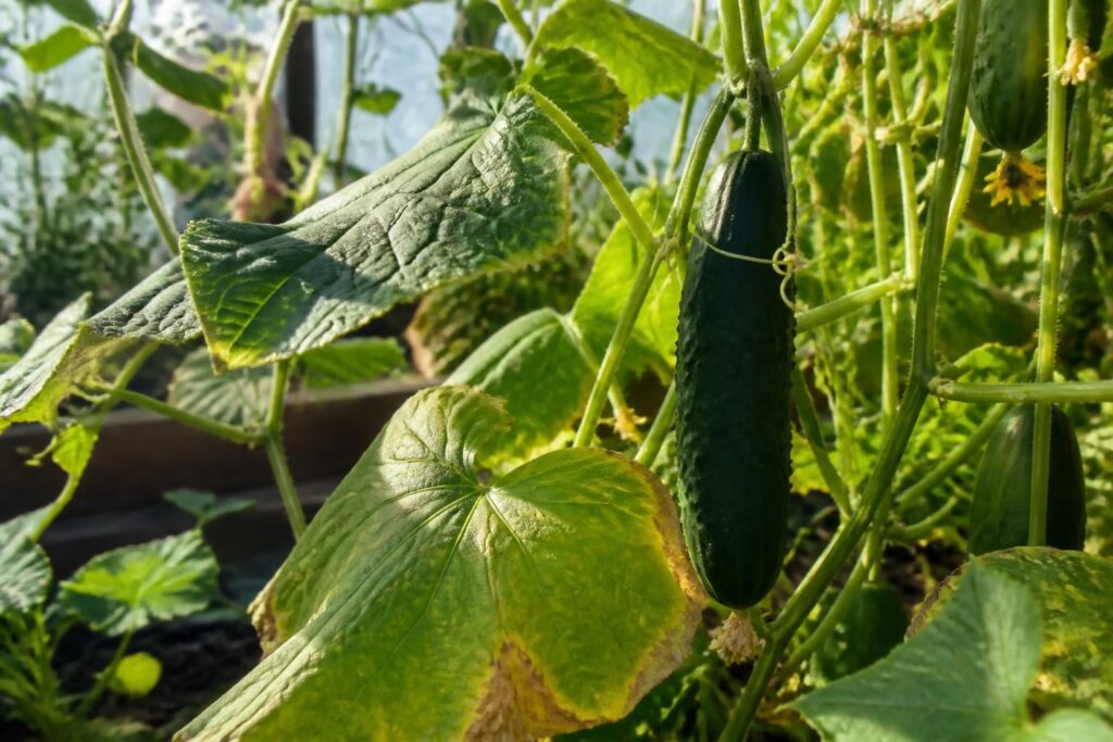 Gurken bekommen Sonnenbrand: Welche Blätter Sie bei Hitze auf keinen Fall entfernen sollten