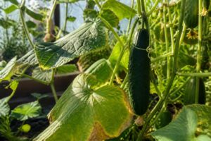 Gurken bekommen Sonnenbrand: Welche Blätter Sie bei Hitze auf keinen Fall entfernen sollten