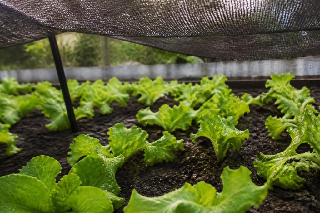 Herbstsalate im August pflanzen: So schützen Sie junge Pflanzen vor der Hitze