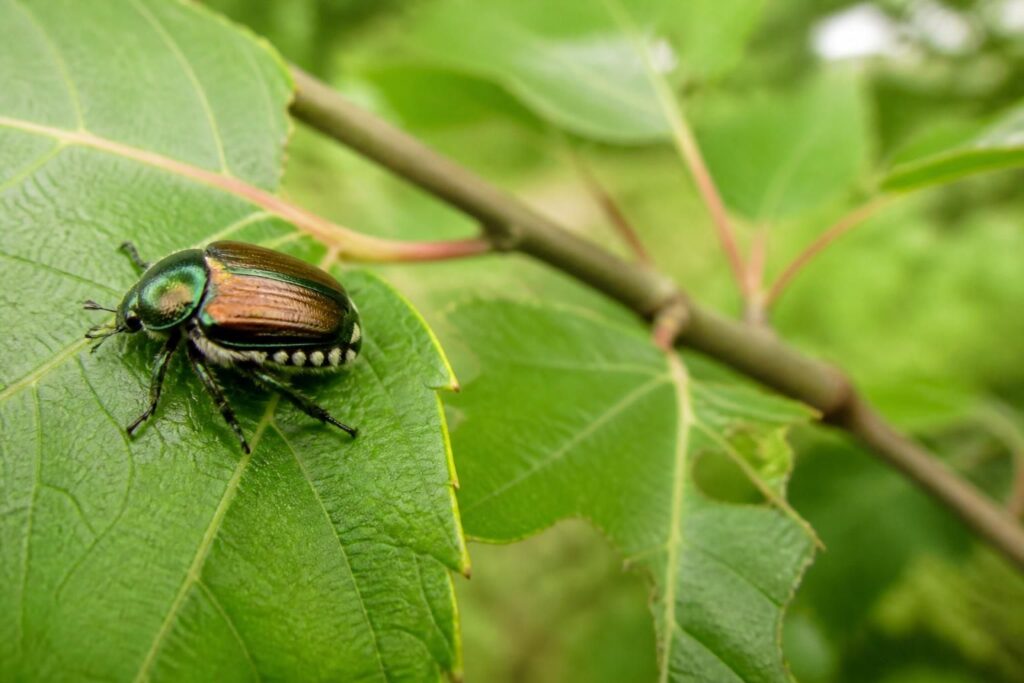 Japankäfer im August entdeckt? Die weißen Haarbüschel an den Körperseiten verraten den Quarantäneschädling