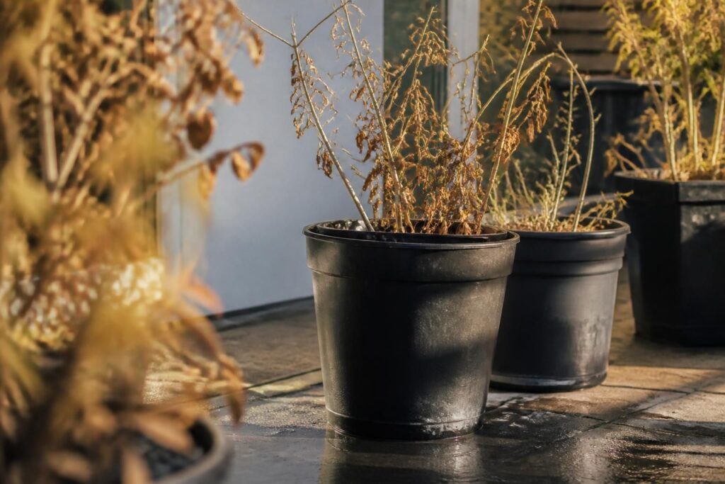 Kübelpflanzen verbrennen trotz täglichem Wasser: Warum schwarze Töpfe im August zum Problem werden
