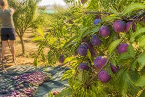 Pflaumen reifen bei Hitze plötzlich gleichzeitig: So verhindern Sie, dass ein Teil der Ernte am Baum verdirbt