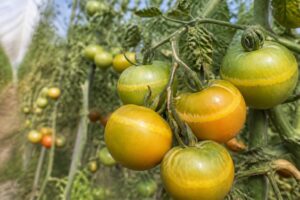 Tomaten bilden gelbe Ringe an den Früchten: Was starke Sonne und Hitzestress damit zu tun haben