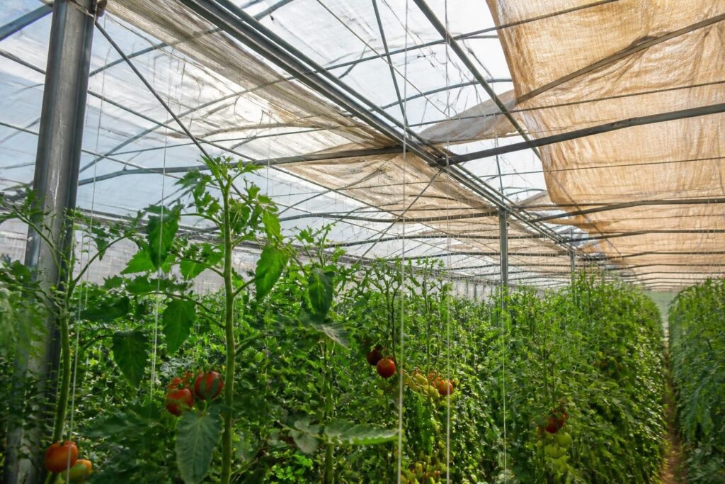 Tomaten im Gewächshaus bei Hitze beschatten: Dieses einfache Material senkt den Stress ohne Licht zu nehmen