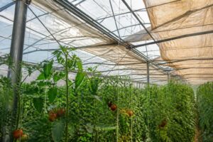 Tomaten im Gewächshaus bei Hitze beschatten: Dieses einfache Material senkt den Stress ohne Licht zu nehmen