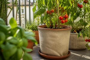 Tomaten im Kübel vor Überhitzung schützen: Dieser einfache Topf-Trick hält die Wurzeln deutlich kühler