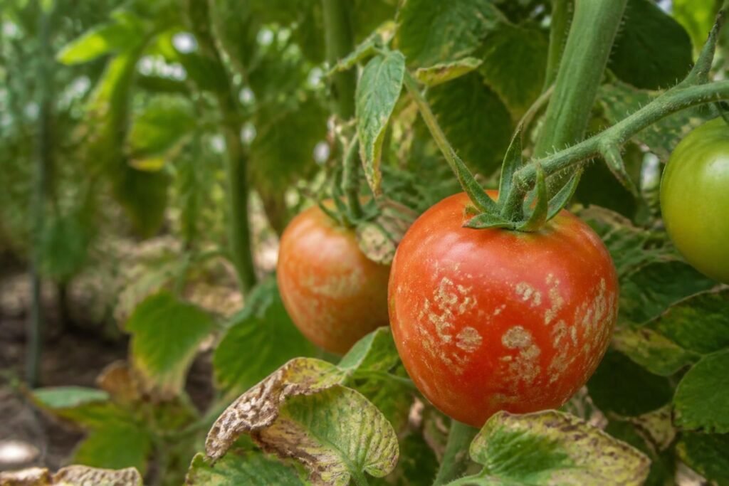 Tomaten mit weißen Flecken nach Sonnentagen: Diese Schäden lassen sich nicht mehr heilen, aber verhindern
