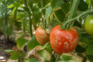 Tomaten mit weißen Flecken nach Sonnentagen: Diese Schäden lassen sich nicht mehr heilen, aber verhindern
