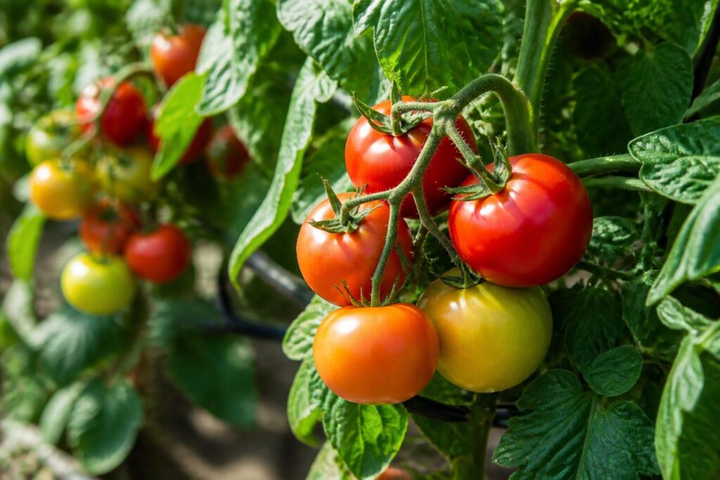 Tomaten reifen plötzlich sehr schnell: Welche Früchte Sie bei großer Hitze besser früher ernten sollten