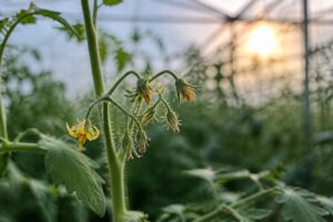 Tomatenblüten trocknen ein und fallen ab: Ab welcher Hitze die Fruchtbildung ins Stocken geraten kann