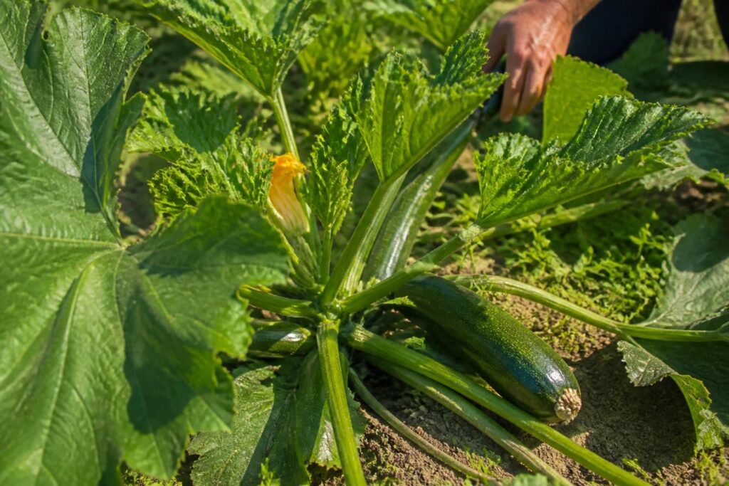 Zucchini-Blätter schneiden bei Hitze? Warum zu viel Auslichten die Früchte jetzt der Sonne ausliefert