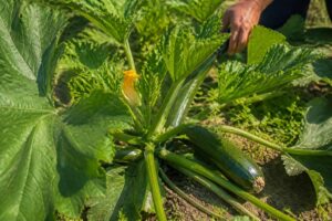 Zucchini-Blätter schneiden bei Hitze? Warum zu viel Auslichten die Früchte jetzt der Sonne ausliefert