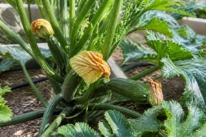 Zucchini werfen junge Früchte ab: Warum extreme Wärme die Bestäubung Anfang August aus dem Takt bringt